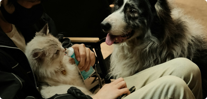 Pet Care 2